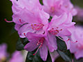 Rhododendron Praecox IMG_5258 Różanecznik